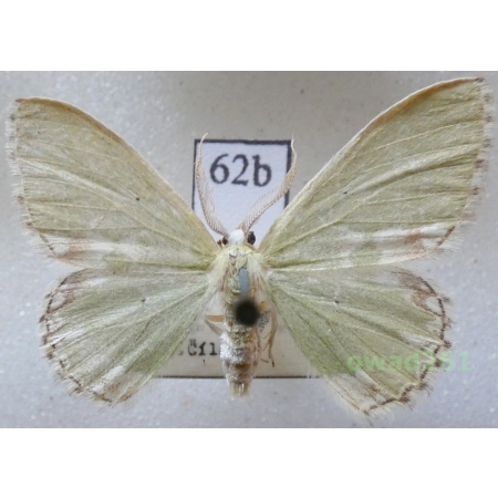 Comibaena bajularia (Denis & Schiffermüller, 1775) Czech62b